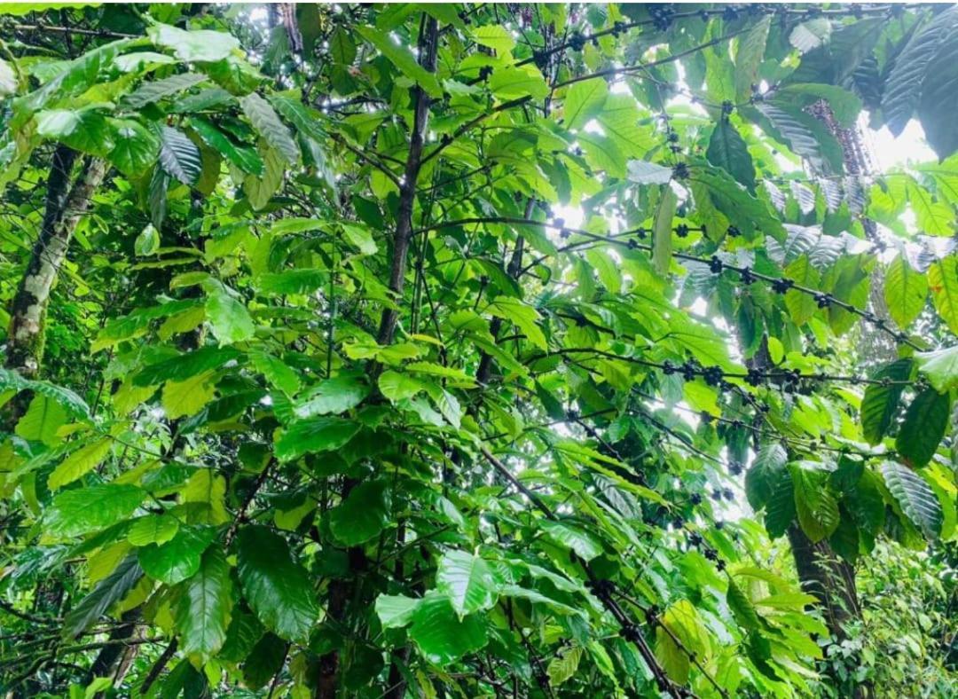 The Mountain Shades Resort Madikeri Esterno foto